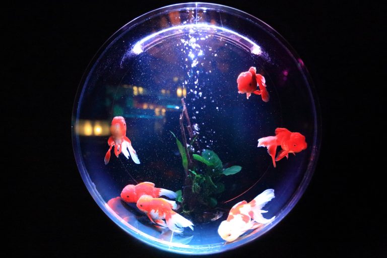 Quelles sont les meilleures nourritures pour poisson d’aquarium ?