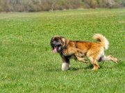 Le Leonberger : Caractère et alimentation de la race Leonberger