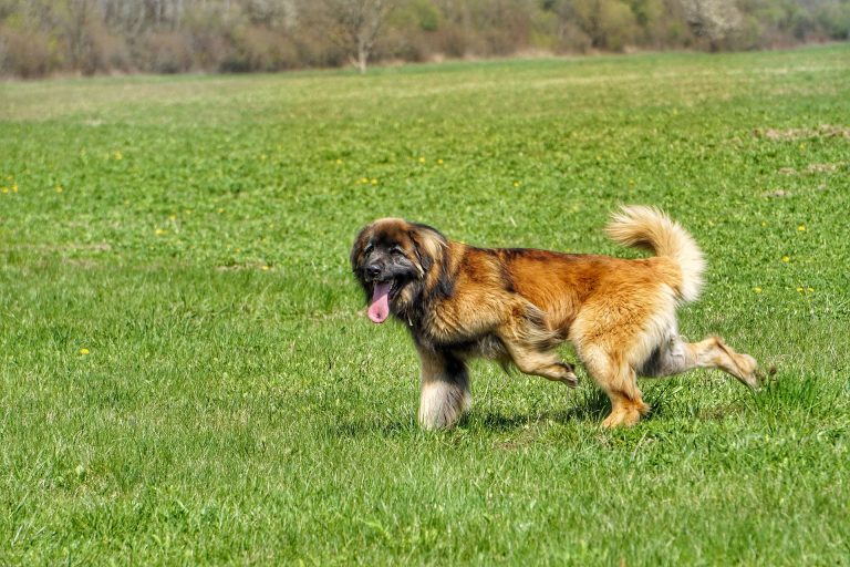 Le Leonberger : Caractère et alimentation de la race