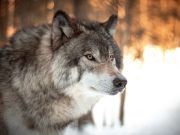 Comment les animaux retrouvent-ils leur chemin ? loup retrouve son chemin