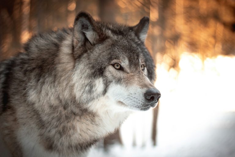 Comment les animaux retrouvent-ils leur chemin ?