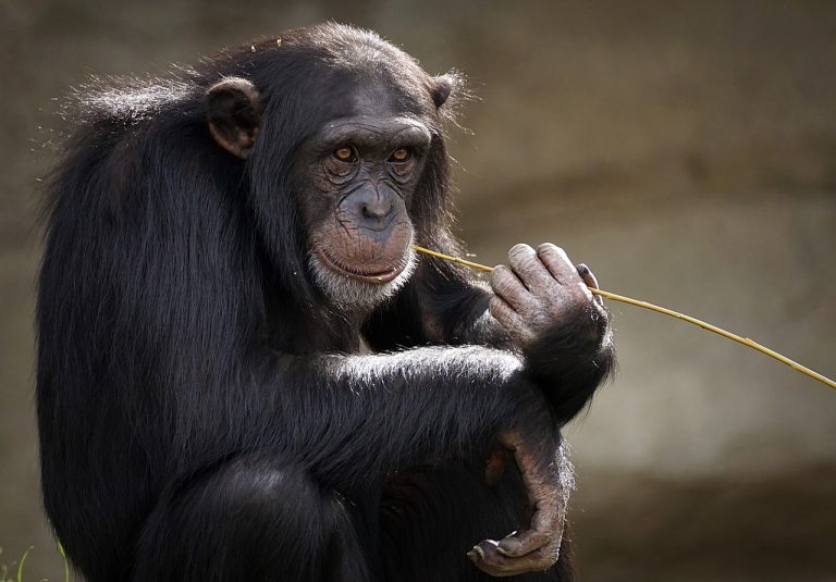 Les 5 animaux les plus intelligents au monde