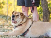 Obésité chez le chien : 10 conseils pour éviter et soigner Obésité chez le chien