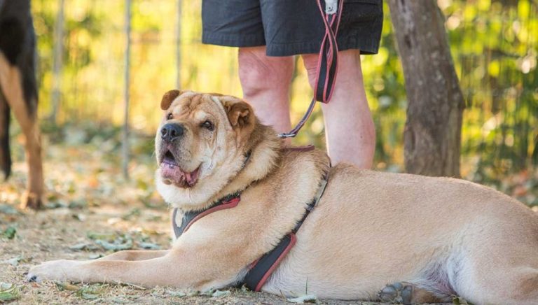 Obésité chez le chien : 10 conseils pour éviter et soigner
