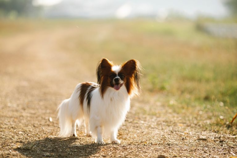 L’Epagneul Papillon : Caractère et alimentation de la race