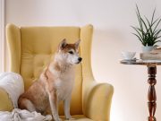 L’Akita Inu : caractère et alimentation de la race Akita Inu