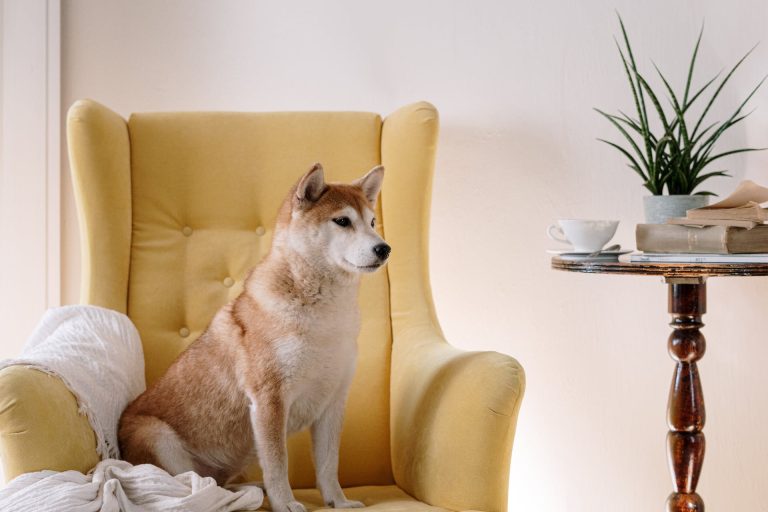 L’Akita Inu : caractère et alimentation de la race