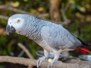 Un perroquet perdu a retrouvé son propriétaire après des années perroquet a retrouvé son propriétaire