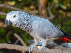 Un perroquet perdu a retrouvé son propriétaire après des années perroquet a retrouvé son propriétaire