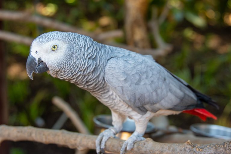 Un perroquet perdu a retrouvé son propriétaire après des années