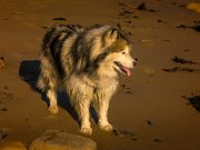 Le Malamute de l’Alaska : caractère et alimentation de la race malamute de l'alaska
