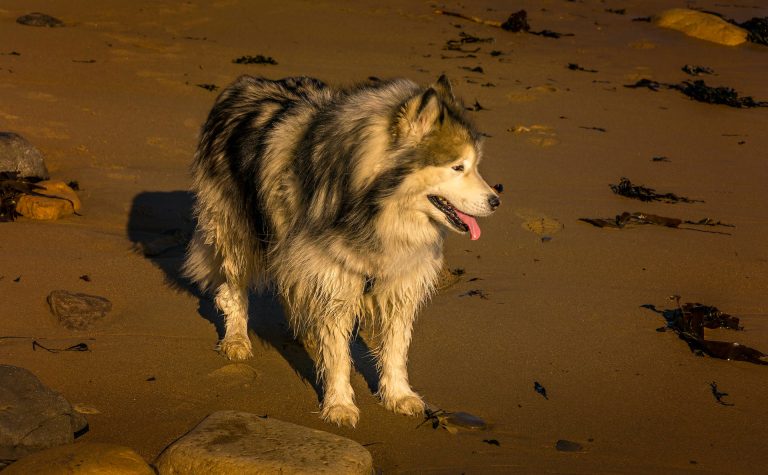 Le Malamute de l’Alaska : caractère et alimentation de la race