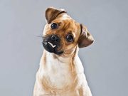 Pourquoi votre chien incline sa tête quand vous lui parlez ? Pourquoi votre chien incline sa tête quand vous lui parlez