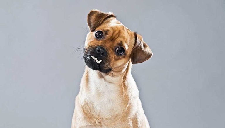 Pourquoi votre chien incline sa tête quand vous lui parlez ?