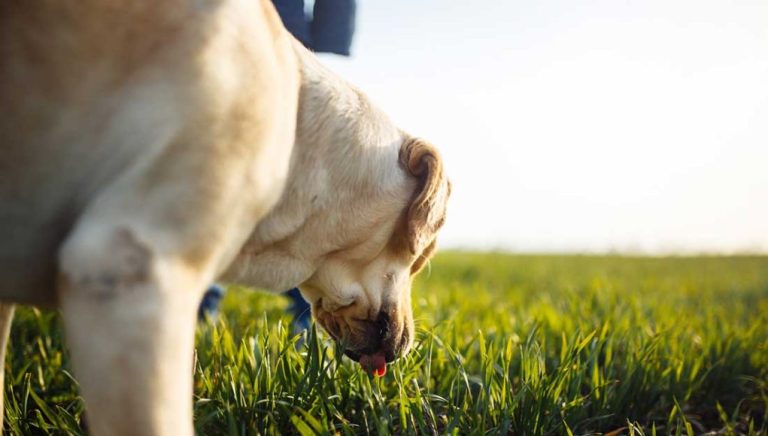 Pourquoi mon chien mange de l’herbe ? Voici les 6 raisons