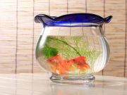 Pourquoi ne pas mettre son poisson rouge dans un bocal ? Pourquoi ne pas mettre son poisson rouge dans un bocal