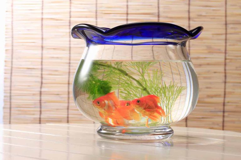 Pourquoi ne pas mettre son poisson rouge dans un bocal ?
