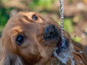 Quelle quantité d’eau que doit boire un chien chaque jour ? combien eau que doit boire un chien chaque jour