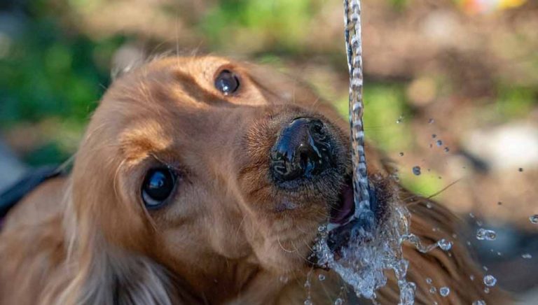 Quelle quantité d’eau que doit boire un chien chaque jour ?