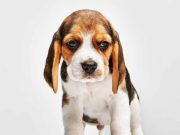 À quel âge un chiot peut-il quitter sa mère ? quel âge un chiot peut-il quitter sa mère