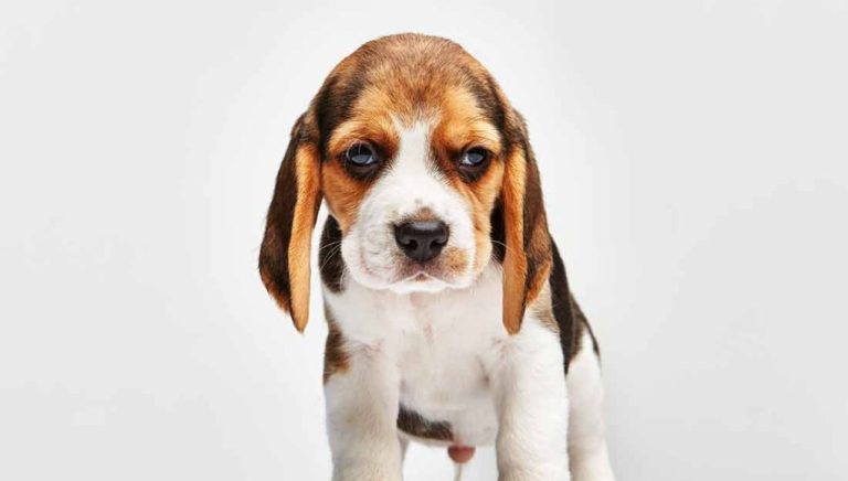 À quel âge un chiot peut-il quitter sa mère ?