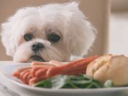 Quels fruits et légumes peut-on donner à son chien sans risque ? Quels fruits et légumes peut-on donner à son chien