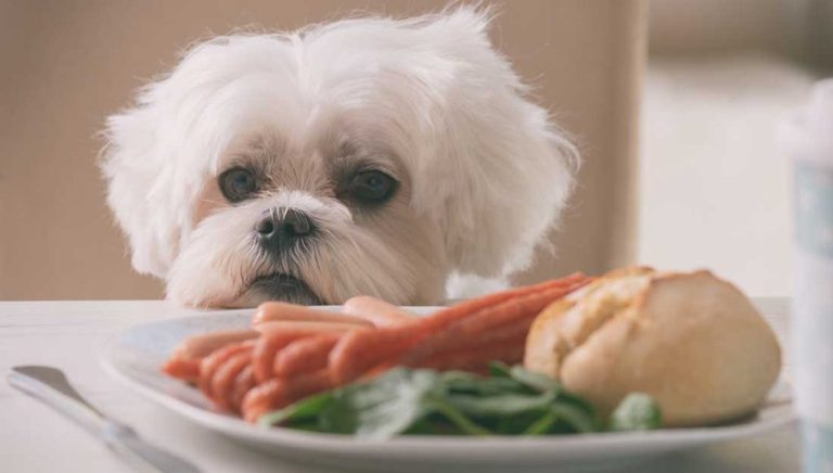 Quels fruits et légumes peut-on donner à son chien sans risque ?