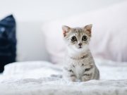 Les 5 races de chat les plus mignonnes du monde races de chat les plus mignonnes du monde