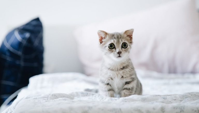 Les 5 races de chat les plus mignonnes du monde