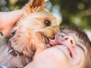 Les races de chien de petites tailles avec un gros cœur races de chien de petites tailles