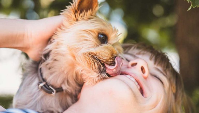 Les races de chien de petites tailles avec un gros cœur