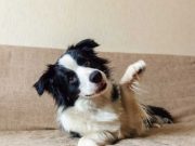 Quelles races de chien peuvent détecter les punaises de lit ? races de chien détection punaises de lit