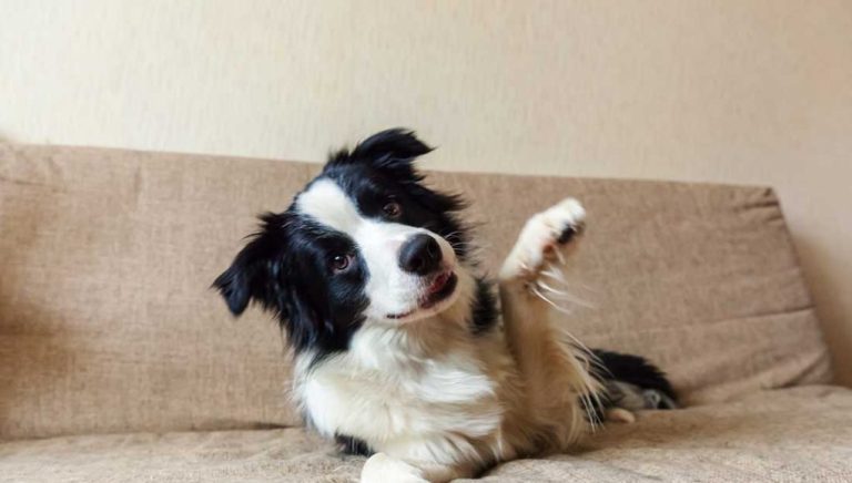 Quelles races de chien peuvent détecter les punaises de lit ?