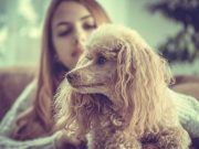 Quelles races de chiens sont les plus faciles à éduquer ? races de chiens plus faciles à éduquer