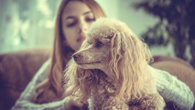 Quelles races de chiens sont les plus faciles à éduquer ?