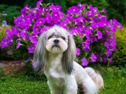 Quelles races de chien ont la plus longue durée de vie ? races de chien longue durée de vie