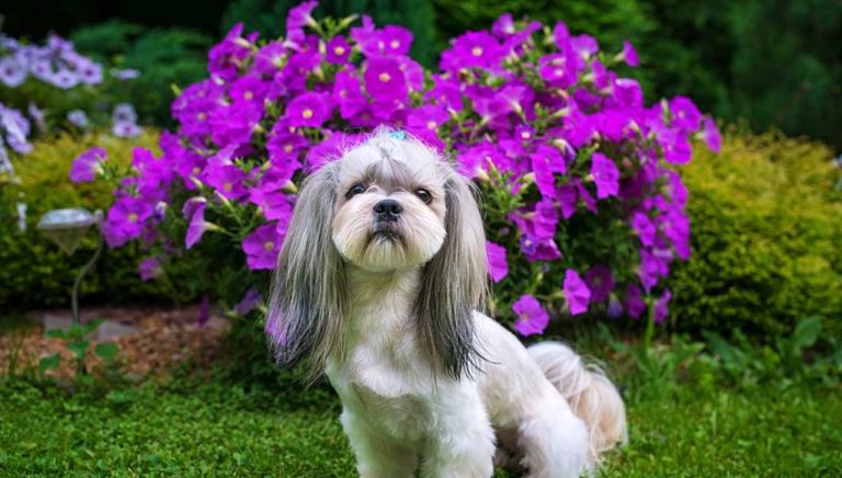 Quelles races de chien ont la plus longue durée de vie ?