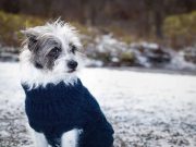 Quelles races de chien sont les plus frileuses l’hiver ?