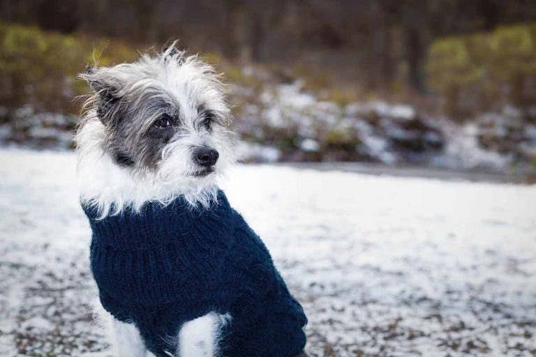Quelles races de chien sont les plus frileuses l’hiver ?