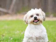 Les races de chien qui ressemblent à des peluches races de chien qui ressemblent à des peluches