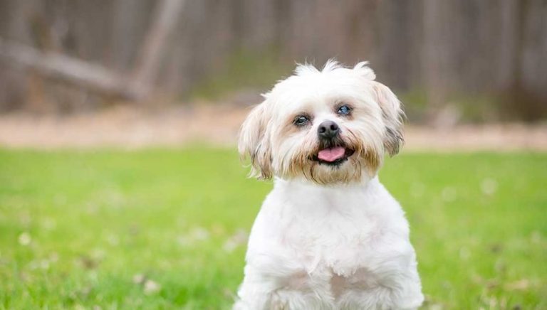 Les races de chien qui ressemblent à des peluches