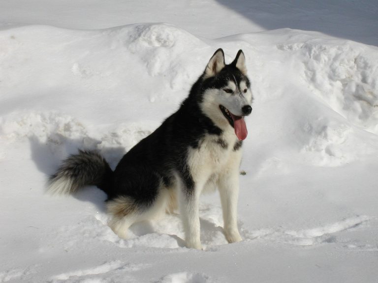 L’Husky Sibérien : caractère et alimentation de la race