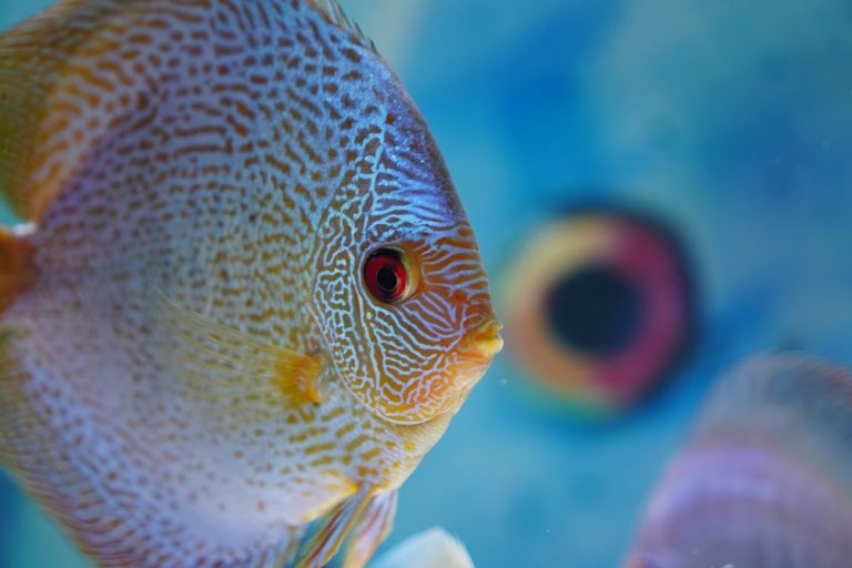 Quels poissons peuvent vivre dans un même aquarium ?