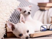 Quelle est la température idéale d’un appartement pour chien ? température idéale d'un appartement pour chien