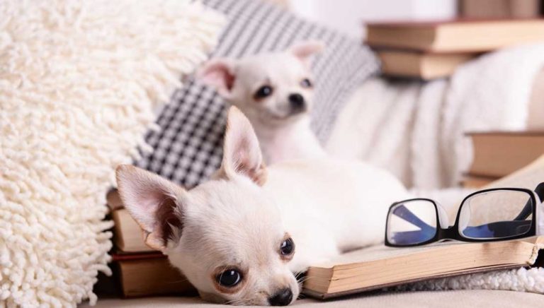 Quelle est la température idéale d’un appartement pour chien ?