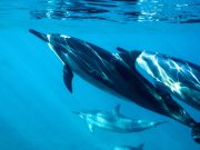 Comment est-ce que les dauphins communiquent entre eux ? dauphins