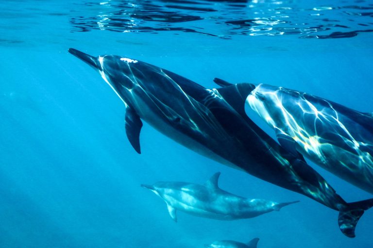 Comment est-ce que les dauphins communiquent entre eux ?