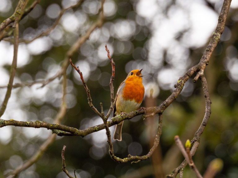 Comment les oiseaux apprennent-ils à chanter ?