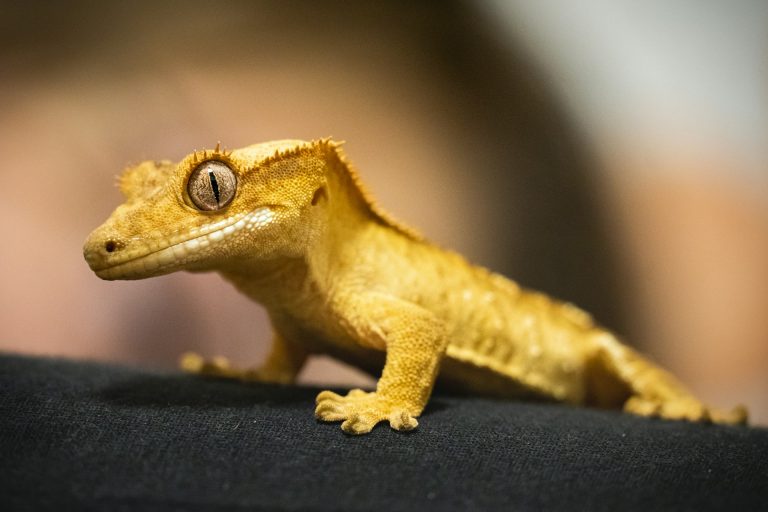 Quels sont les signes de maladie chez son reptile et que faire ?