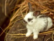 Identifier les vrais lapins nains : les caractéristiques clés vrais lapins nains